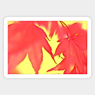 Acer Leaves with Red and Yellow Sticker